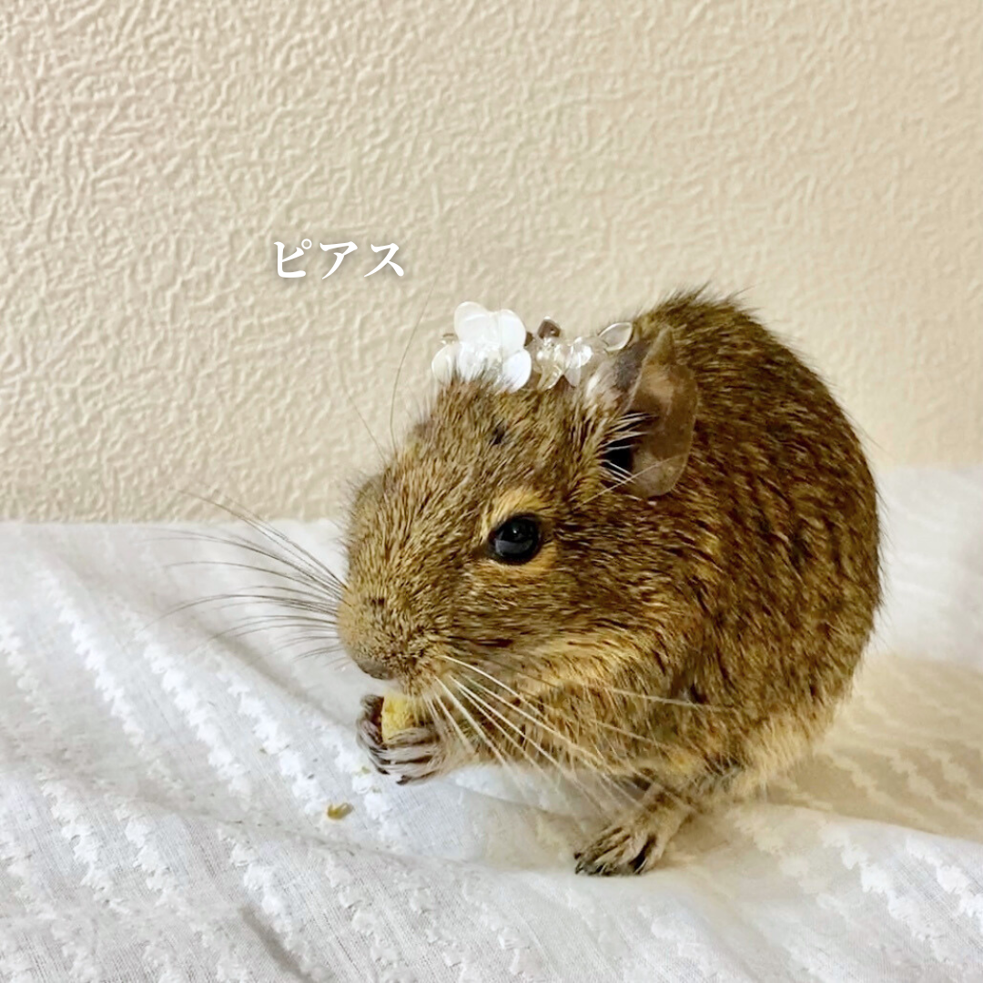小動物と一緒に使える花冠のアクセサリー【Ggt】
