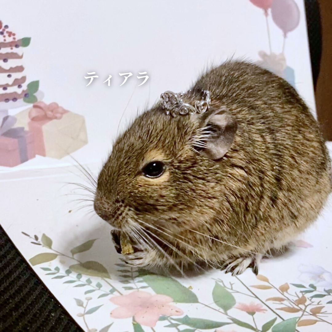 小動物と一緒に使えるティアラ/クラウンのリング【なおいこうじ】