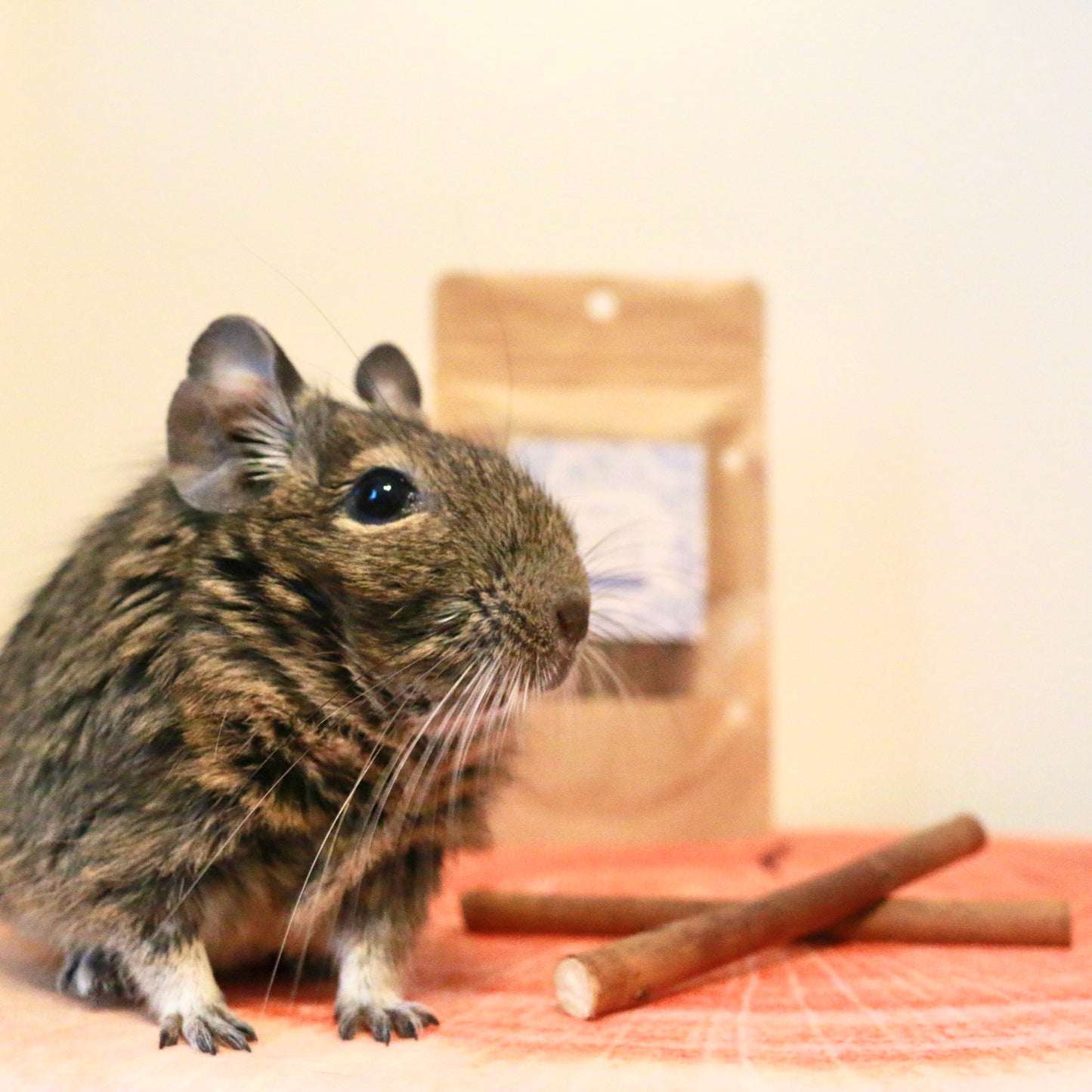 ブルーベリーのかじり木をかじるデグー
