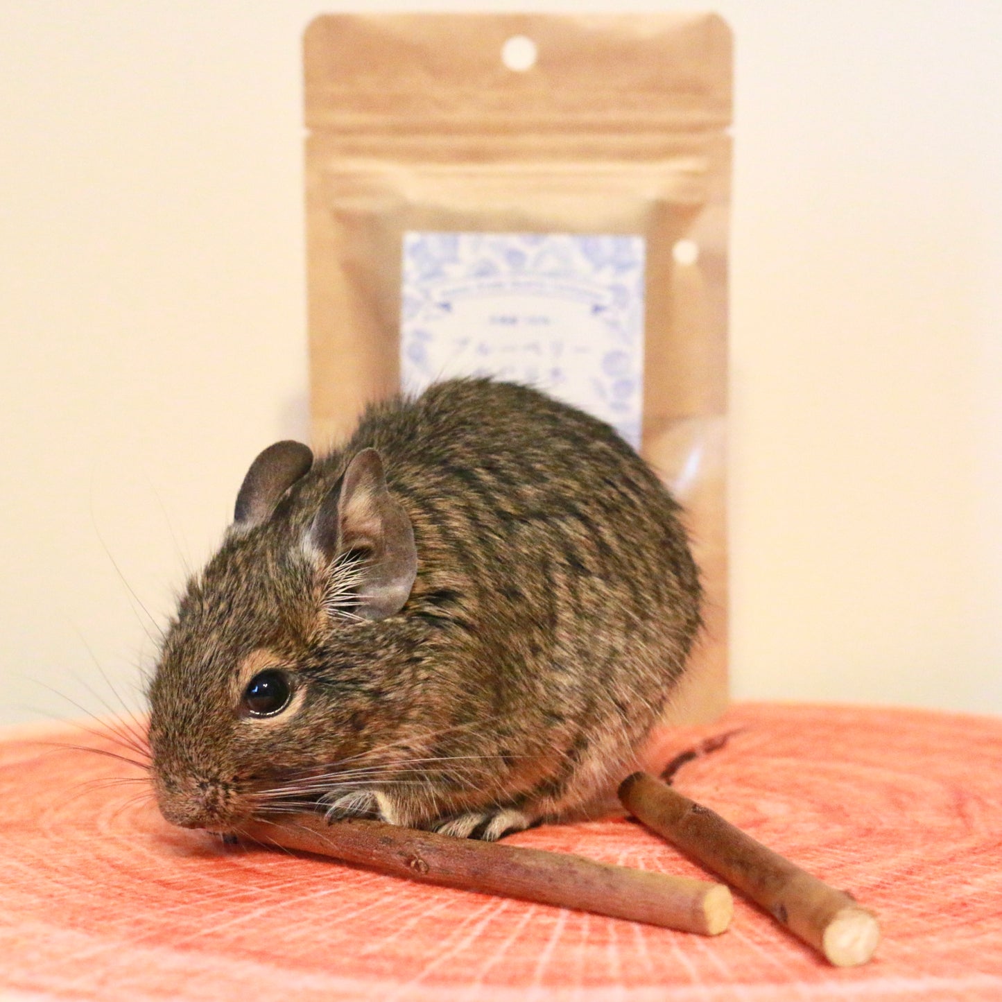 ブルーベリーのかじり木をかじるデグー