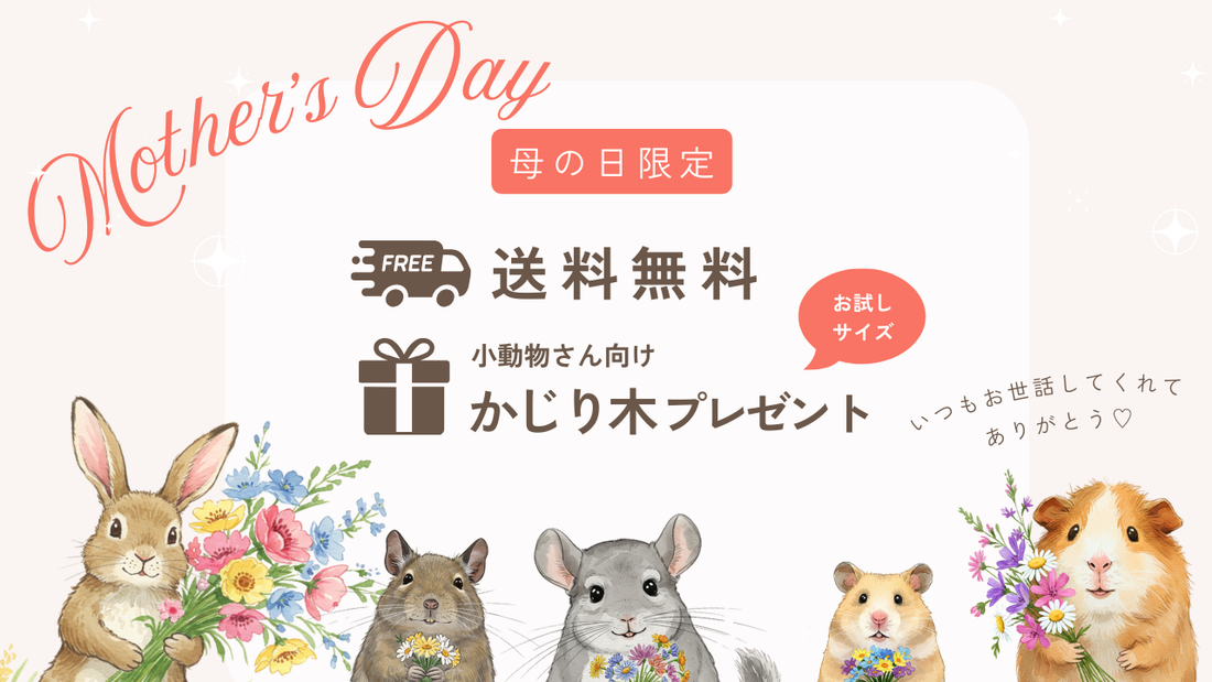 【母の日限定】送料無料＆かじり木プレゼント！