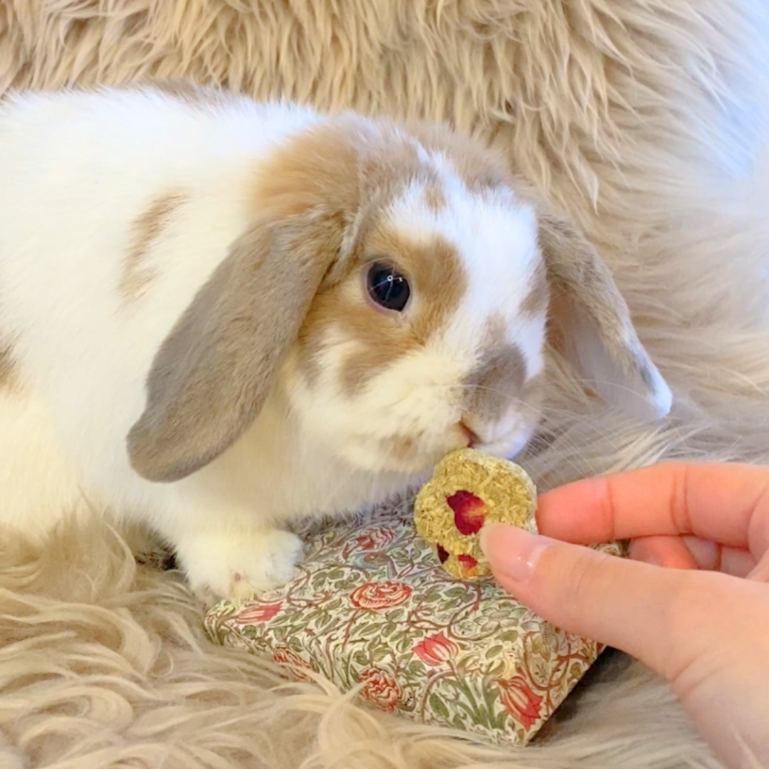 花心のえん麦クッキーBOX（小動物さん用おやつ）