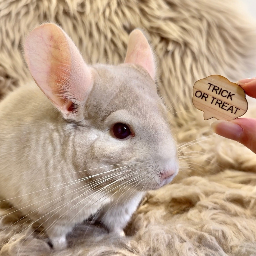 がじがじハロウィンセット｜小動物用かじり木＆えん麦クッキー（数量限定）