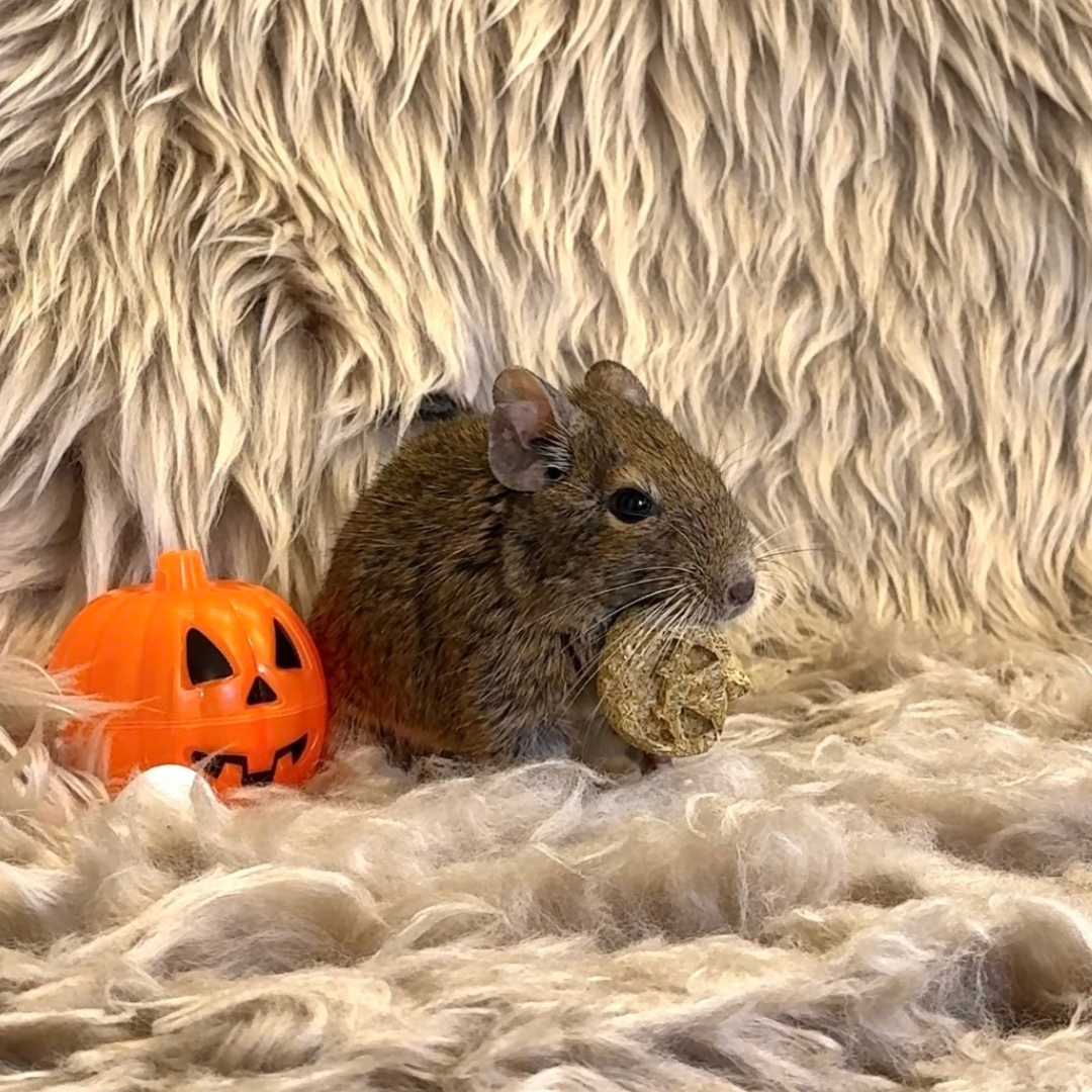 がじがじハロウィンセット｜小動物用かじり木＆えん麦クッキー（数量限定）